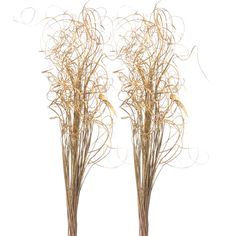 two tall dry grass plants sitting next to each other