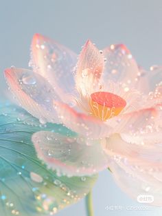 a white flower with water droplets on it's petals and its reflection in the water