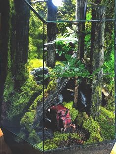 a glass box with moss growing on it