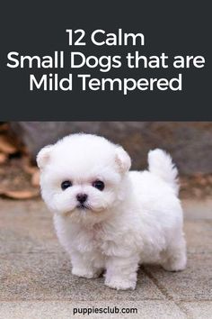 calm-small-dogs-that-are-mild-tempered