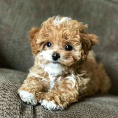 a small brown and white dog sitting on top of a couch