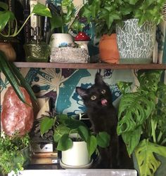 a black cat sitting on top of a shelf next to plants