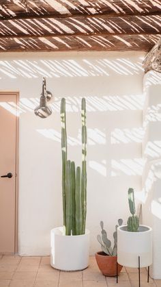 two potted plants sitting next to each other in front of a white wall with shadows on it