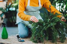 a woman in an apron is arranging plants