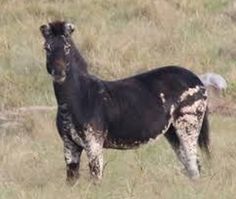 a black and white horse standing on top of a grass covered field