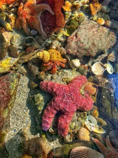 starfish and other sea life in the water