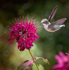 a hummingbird hovering over a purple flower