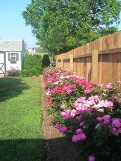 pink flowers line the side of a wooden fence