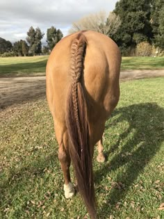 a horse with long hair standing in the grass