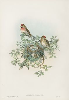 two birds sitting on top of a nest in a leafy tree next to another bird