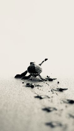 a black and white photo of a bird on the ground