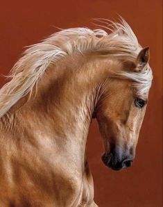 a brown horse with white hair standing in front of a red wall