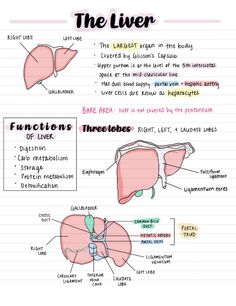 the liver diagram with labels on it and description for each organ in its own body