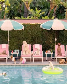 several dogs are sitting in lawn chairs by the pool