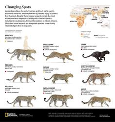 the different types of cheetah and leopards are shown in this poster, which includes