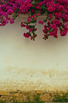 pink flowers growing on the side of a white wall