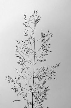 a black and white photo of a leafy tree