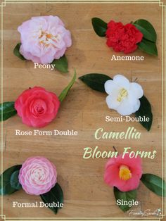 different types of flowers on a wooden table