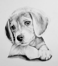 a pencil drawing of a puppy laying down