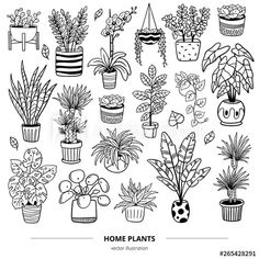 black and white illustration of house plants