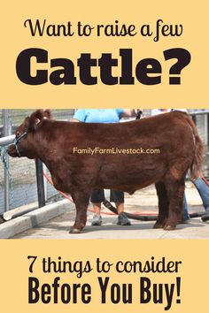 a brown cow standing in front of a fence with the words, want to raise a few cattle? 7 things to consider before you buy