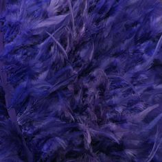 purple feathers are scattered around in the dark blue hued area, with only one feather visible