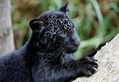 a close up of a black leopard on a tree