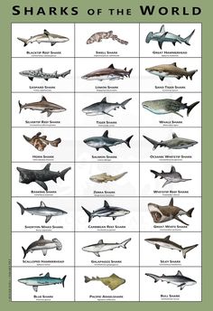 the sharks of the world are shown in this poster, which shows them different colors and sizes