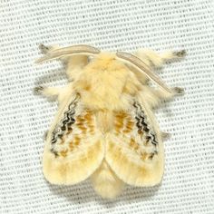 a yellow and brown moth sitting on top of a white surface