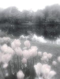 white tulips are blooming in front of a pond