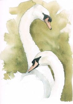 two white swans are standing next to each other in watercolor and ink on paper