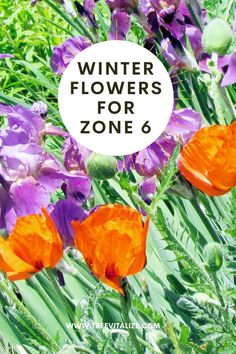 some orange and purple flowers with the words winter flowers for zone 6 in front of them