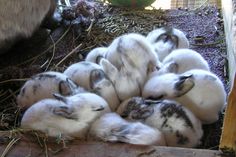 a bunch of birds that are sitting in the dirt