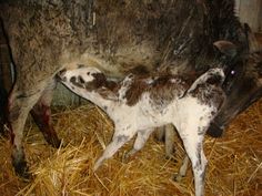 a baby cow nursing from it's mother in a barn filled with dry grass