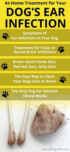 Cleaning Dogs Ears, Dogs Ears Infection, Ear Infections, Pet Tips, Dog Health Tips