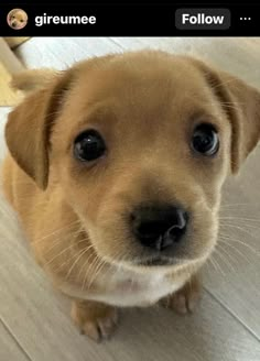 a small brown dog sitting on top of a wooden floor