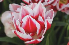 red and white tulips are blooming in the garden