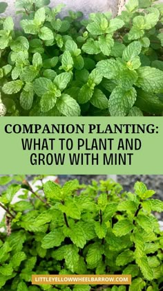 green plants with text overlay that says companion planting what to plant and grow with mint