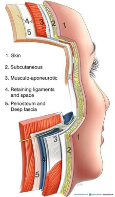 Aesthetic Nursing, Skin Anatomy, Aesthetic Dermatology, Facial Anatomy, Basic Anatomy And Physiology, Skin Moles, Face Anatomy, Human Body Anatomy, Facial Aesthetics