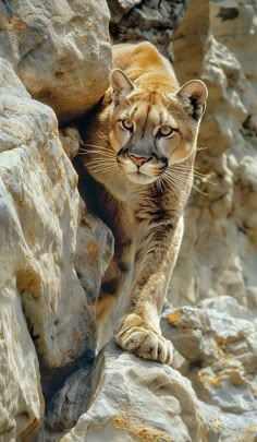 a close up of a cat on a rock