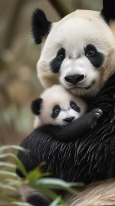 a mother panda and her two cubs cuddle together