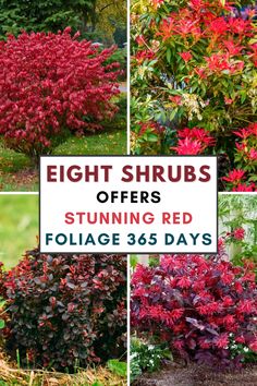 8 Shrubs that Offer Stunning Red Foliage 365 Days a Year Bushes With Red Flowers, Japanese Bushes Shrubs, Red Evergreen Shrubs, Red Bushes Landscaping, Flowers For Red Brick House, Red Shrubs Landscape, Winter Planting Ideas, Shrubs For Texas Heat, Red Bushes Shrubs