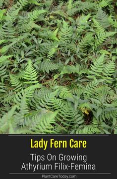 lady fern care tips on growing athyrium filix - femina