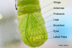 the parts of a butterfly's chlob attached to a glass container with labels on it