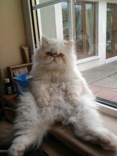 a fluffy white cat sitting on top of a window sill next to a sliding glass door