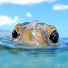 a sea turtle swimming in the ocean with its head above the water's surface