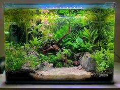 an aquarium filled with plants and rocks