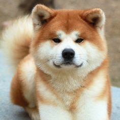 a brown and white dog sitting on the ground