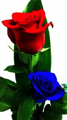 two red and blue roses with green leaves