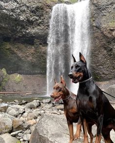 two doberman dogs standing in front of a waterfall